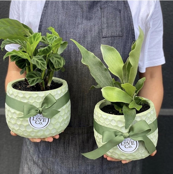 Plants Terrariums Flower Delivery in Adelaide Learn floristry