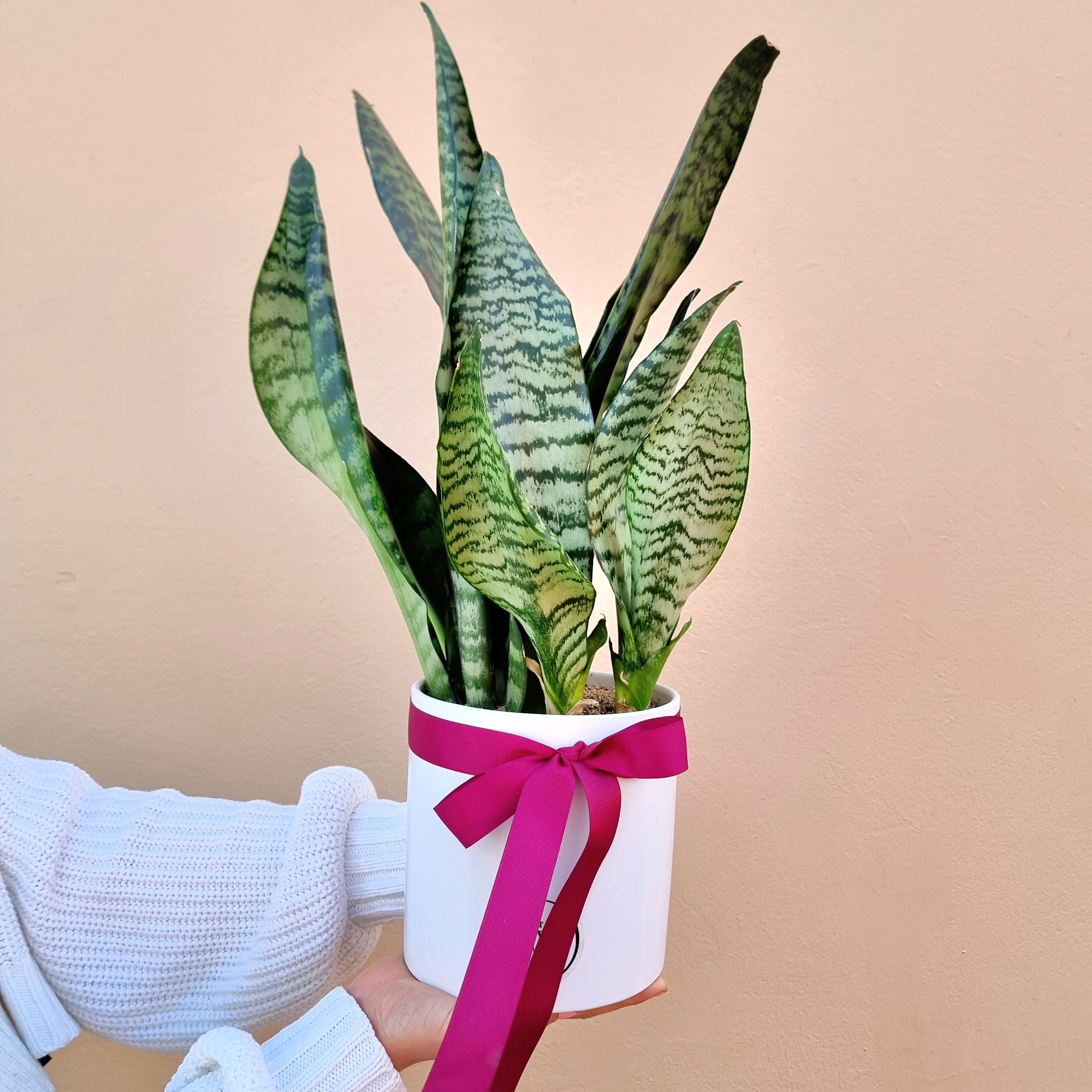 A potted snake plant with sword-like leaves, dark green with wavy lighter green bands, tied with a pink ribbon.
