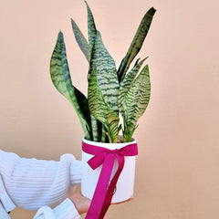 A potted snake plant with sword-like leaves, dark green with wavy lighter green bands, tied with a pink ribbon.
