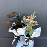 Rubber Tree | Wrapped & Wild