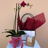 The Cherished | Gift Set