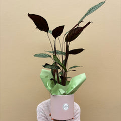 Calathea Exotica | Potted & Polished