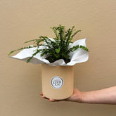 Lemon Button Fern | Potted & Polished