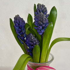 Mother's Day Hyacinth