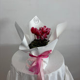 Mother's Day Cyclamen | Plant