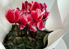 Mother's Day Cyclamen | Plant