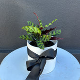 Calathea Rattlesnake | Potted & Polished