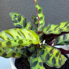 Calathea Rattlesnake | Potted & Polished