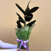 Bouquet of dark green leaves wrapped in green paper with a purple ribbon against a beige background