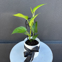 Devils Ivy | Potted & Polished