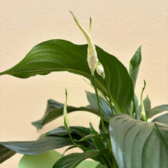 Peace Lily | Potted & Polished