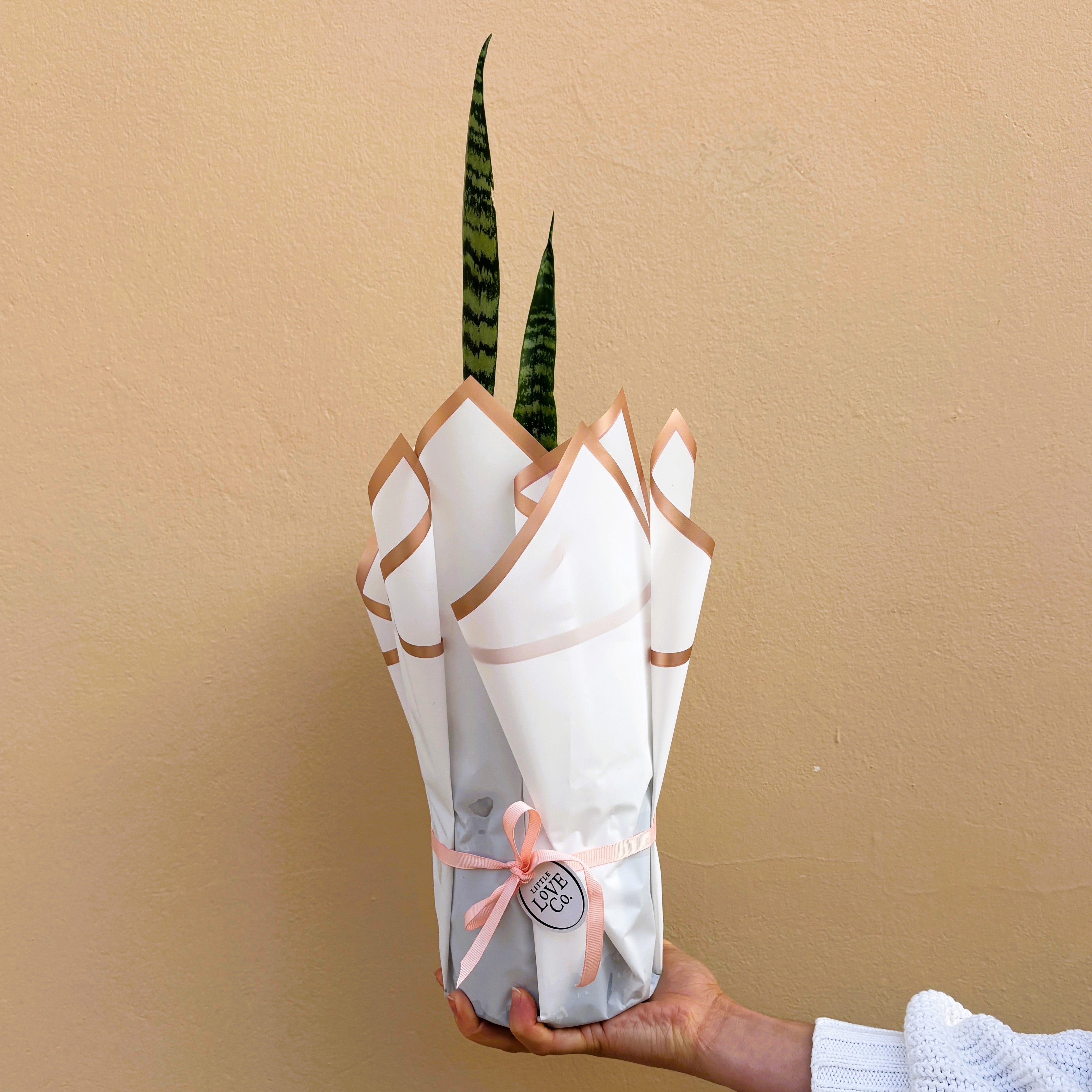 Potted snake plant wrapped in white paper with a pink bow against a beige background