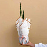 Potted snake plant wrapped in white paper with a pink bow against a beige background