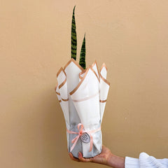 Potted snake plant wrapped in white paper with a pink bow against a beige background