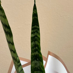Two snake plants in a pot against a beige wall.