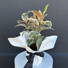 Rubber Tree | Wrapped & Wild