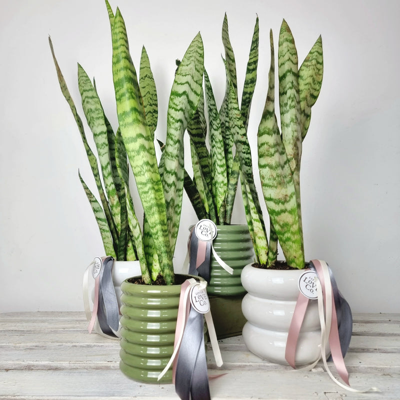 Snake Plant | House plant