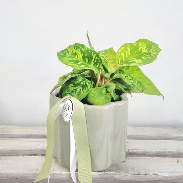 Aglaonema - Chinese Evergreen | House plant