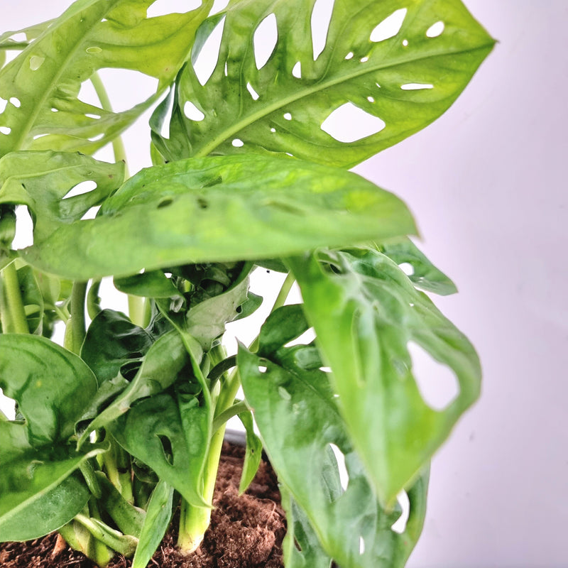 Monstera Swiss Cheese | House plant