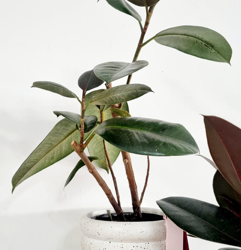 Rubber Tree | House plant