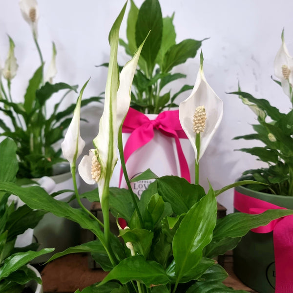 Peace Lily | House plant
