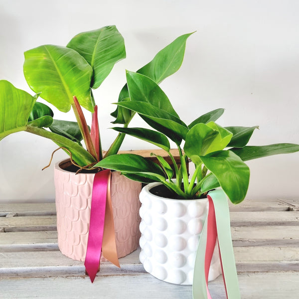 Philodendron | Imperial Green | House plant