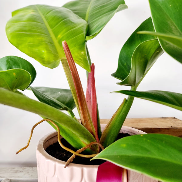 Philodendron | Imperial Green | House plant