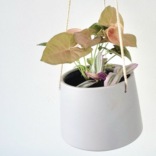 Hanging Duo | House plant