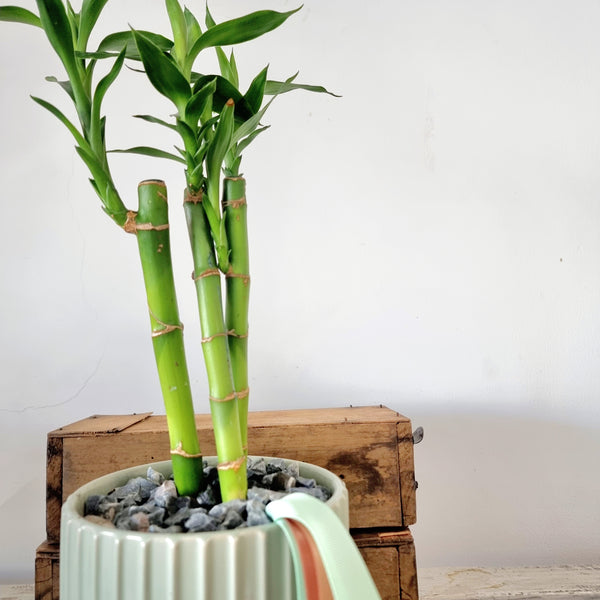 Dracaena Sanderiana | Lucky Bamboo | House plant