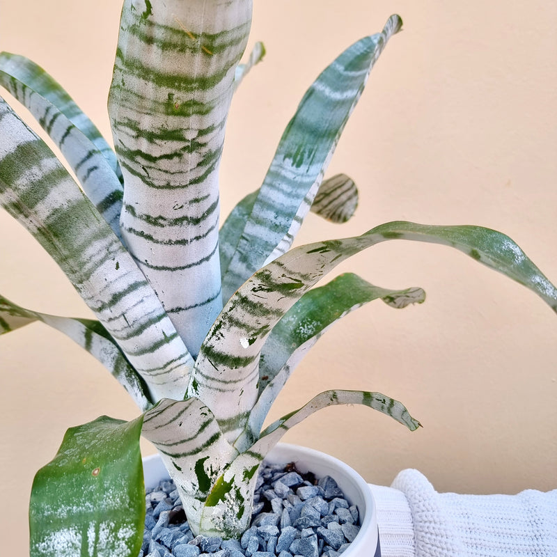 Bromiliade Aechmea Fasciata | House plant