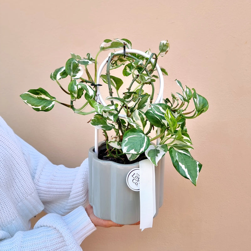 Snow Queen Pothos | Devil's Ivy | House plant