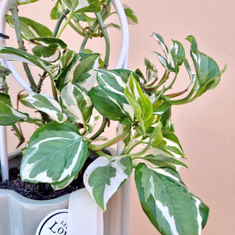 Snow Queen Pothos | Devil's Ivy | House plant