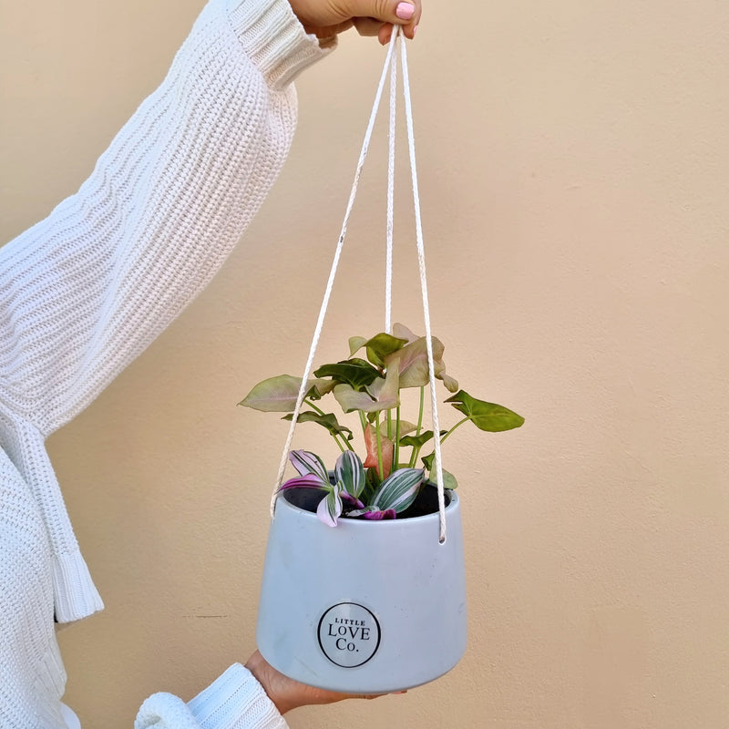 Hanging Duo | House plant