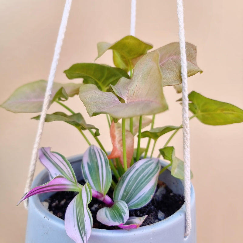 Hanging Duo | House plant