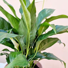 Peace Lily
