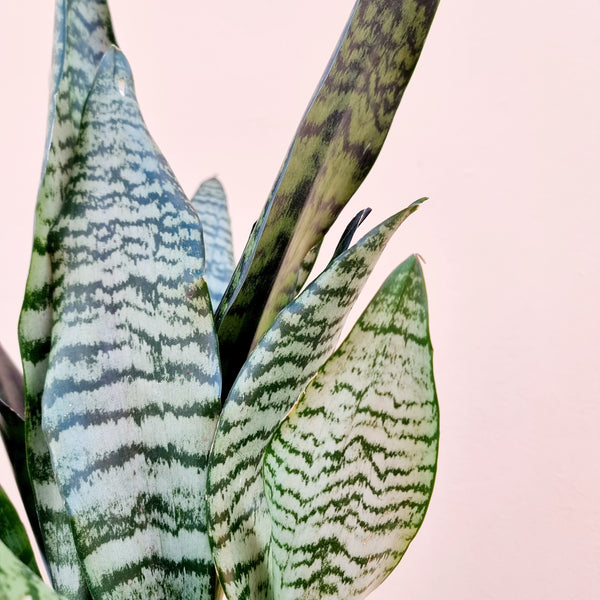 Snake Plant | House plant