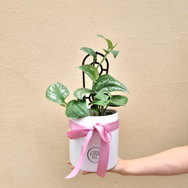 Satin Pothos | Scindapsus pictus | House plant