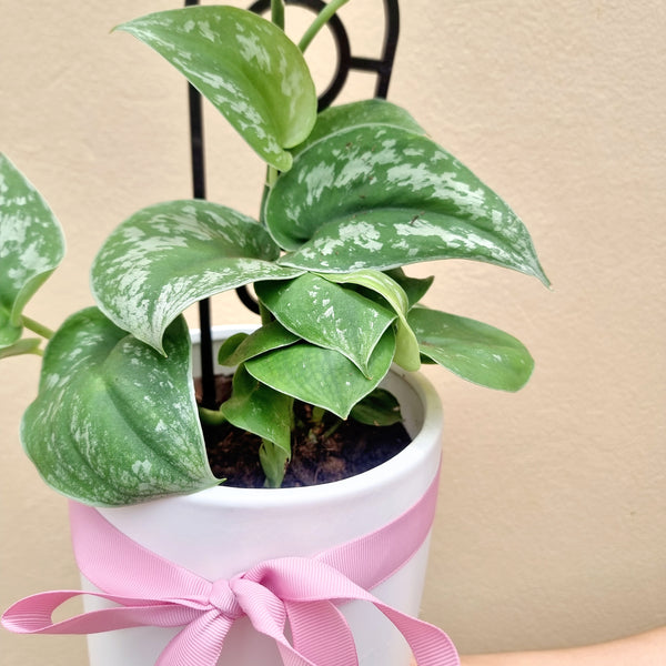 Satin Pothos | Scindapsus pictus | House plant