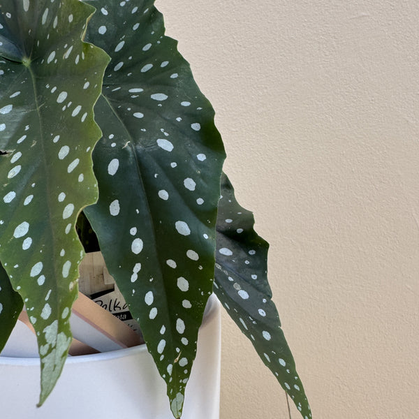 Begonia Polka Dot | Potted & Polished
