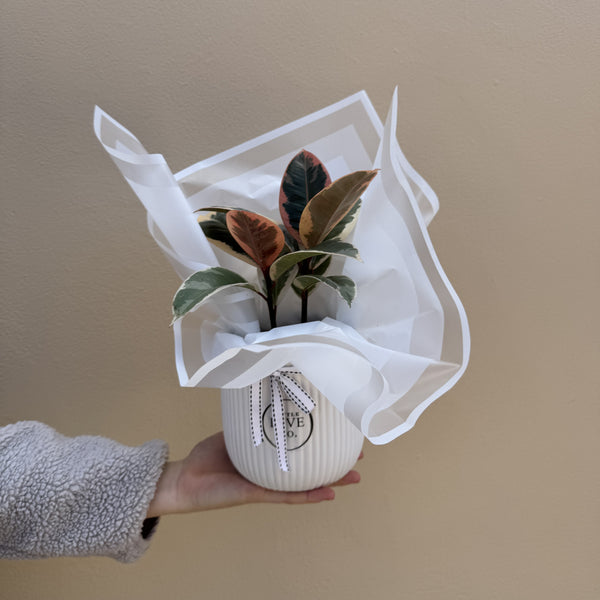 Mini Rubber Tree | Potted & Polished