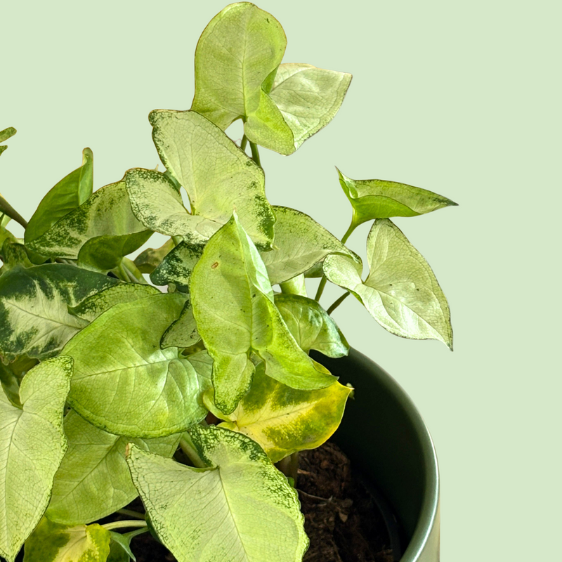 Potted plant with green leaves on a light green background
