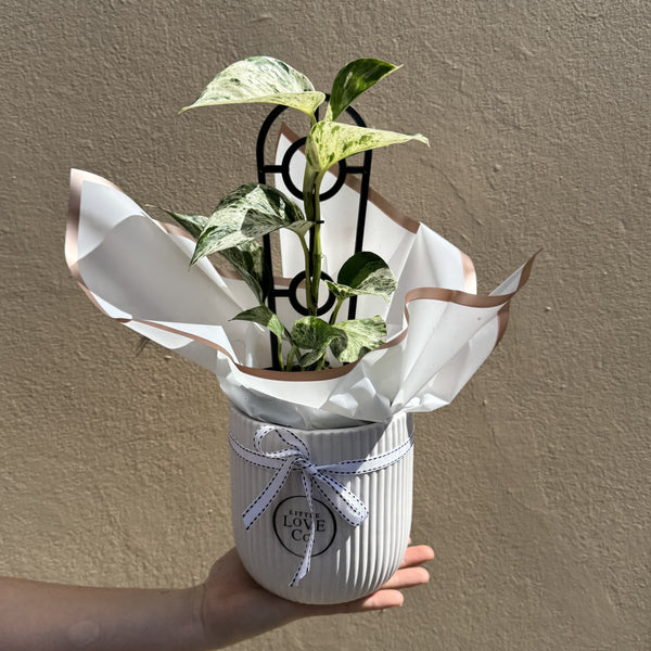 Marble Queen | Potted & Polished