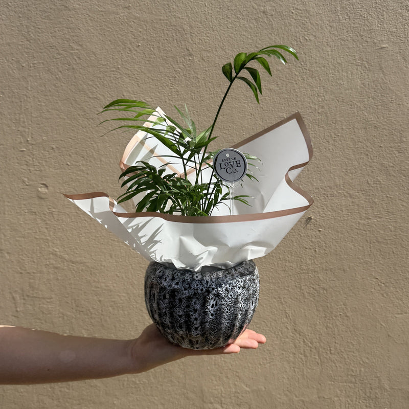 Parlour Palm | Potted & Polished