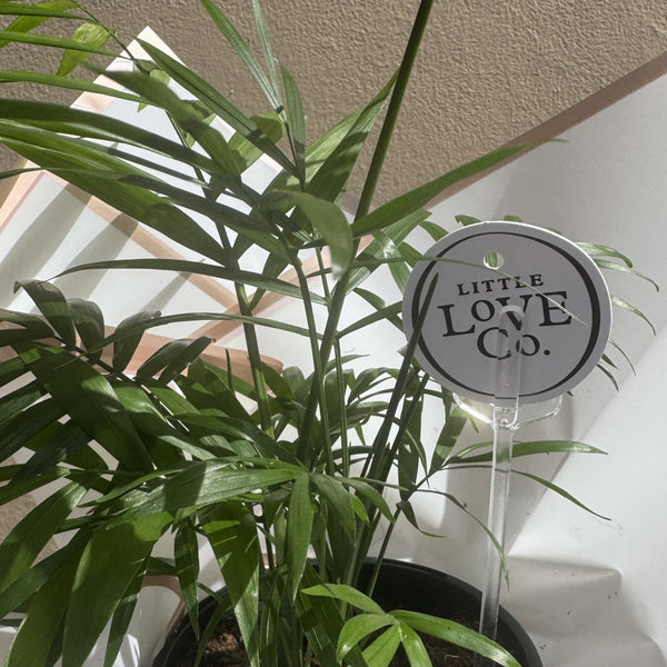 Parlour Palm | Potted & Polished