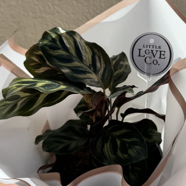 Peacock Plant | Potted & Polished