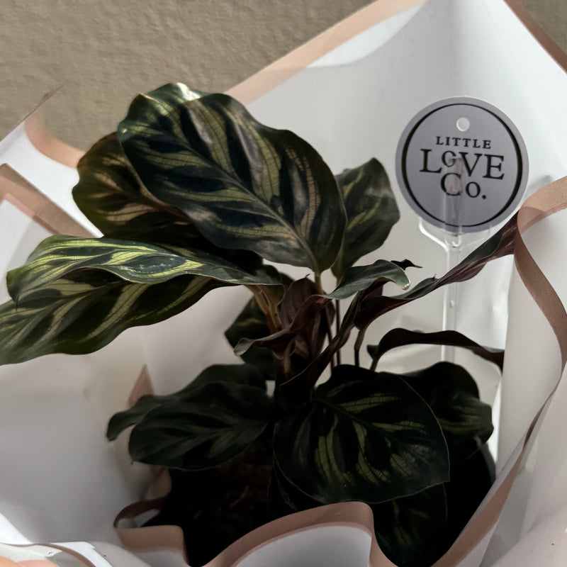 Peacock Plant | Potted & Polished