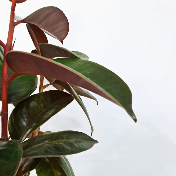 Rubber Tree | House plant