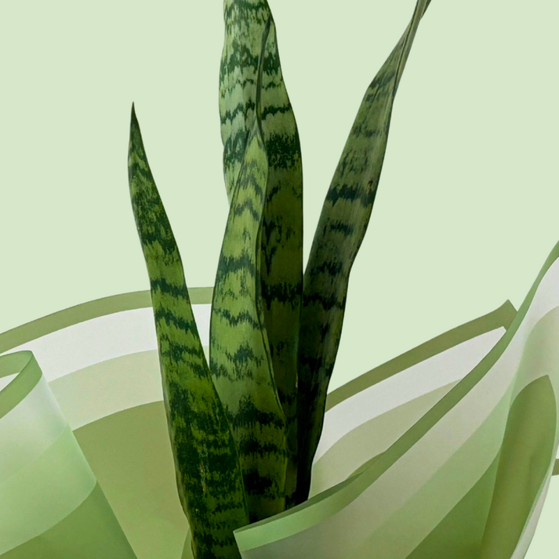 Green snake plant with wavy leaves on a light green background