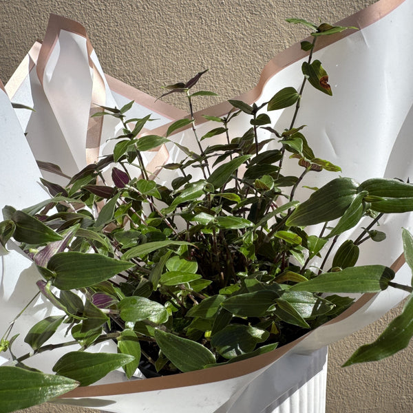 Tahitian Bridal Veil | Potted & Polished