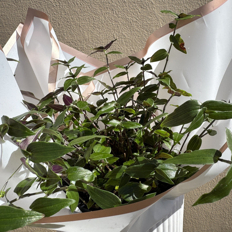 Tahitian Bridal Veil | Potted & Polished